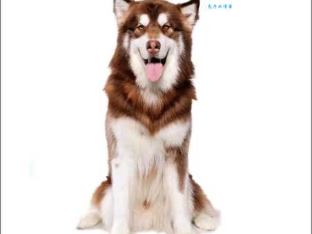 阿拉斯加雪橇狗智商高吗？(聪明狗狗的训练秘诀)