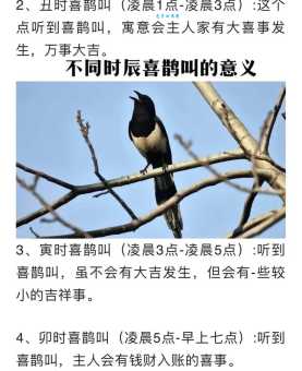 赤胸朱顶雀的叫声好听吗？一篇文章带你了解！