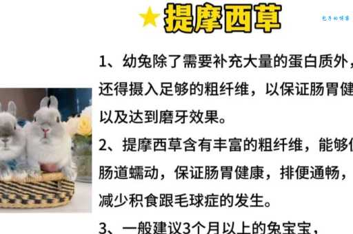 兔子更喜欢牧草还是胡萝卜？这篇干货要收藏！