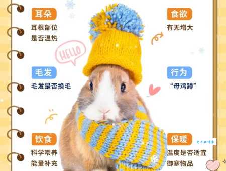 兔子更喜欢牧草还是胡萝卜？这篇干货要收藏！