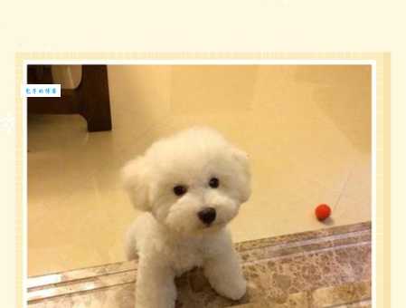 卷毛比雄犬性格特点？为什么大家都说它可爱？