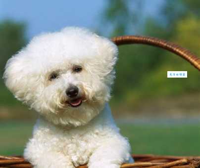 卷毛比雄犬性格特点？为什么大家都说它可爱？