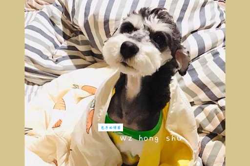 袖珍石猴怎么养？新手入门必看喂养指南！