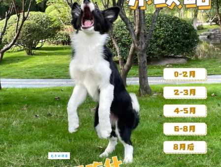 袖珍石猴怎么养？新手入门必看喂养指南！