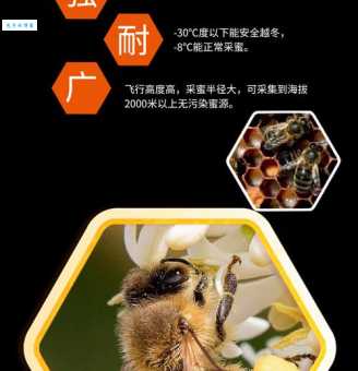 黑蜂产品有哪些种类？一篇搞懂黑蜂的价值！