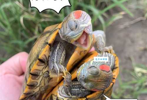 巴西红耳龟能长多大？家庭饲养常见问题解答！