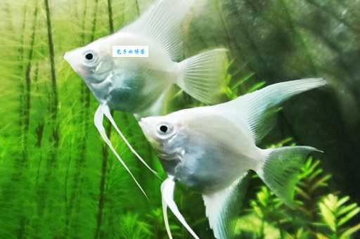 珍珠球鱼吃什么长得快？喂食秘诀都在这里！