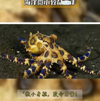 蓝环章鱼被当宠物卖，千万别摸后果很严重！