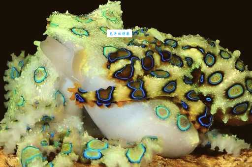 蓝环章鱼被当宠物卖，千万别摸后果很严重！