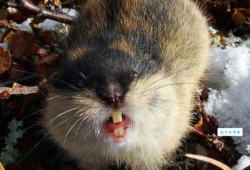 深入了解北极旅鼠：它们是神奇的极地动物！