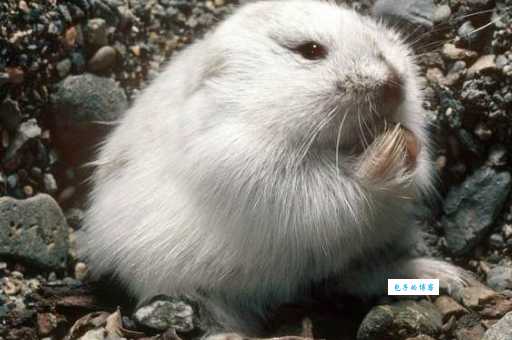 深入了解北极旅鼠：它们是神奇的极地动物！