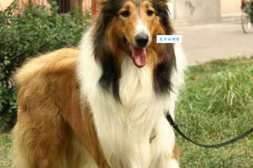 苏格兰牧羊犬价格为什么贵？(这些原因要知道)