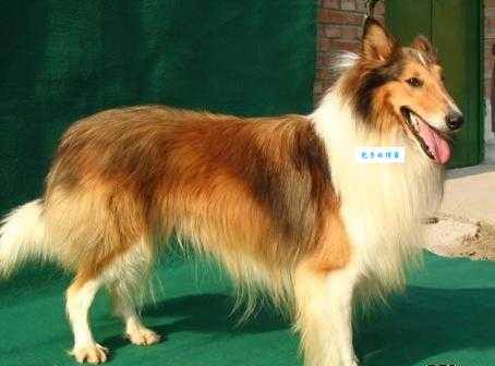 苏格兰牧羊犬价格为什么贵？(这些原因要知道)