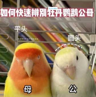 红额鹦鹉怎么区分公母？简单方法教你辨别
