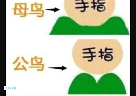 红额鹦鹉怎么区分公母？简单方法教你辨别