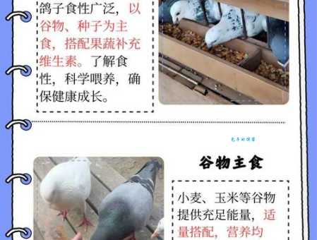 信鸽饲料怎么选？新手养鸽必看的喂养指南！