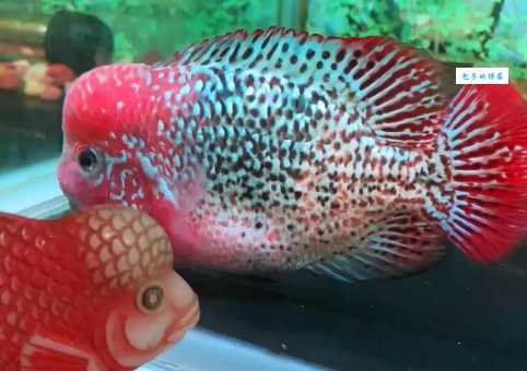 罗汉鱼多大起头？新手养鱼指南看这篇就够了！
