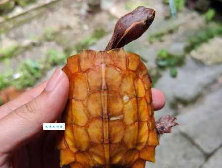 枫叶龟价格贵吗？饲养新手必看价格分析！