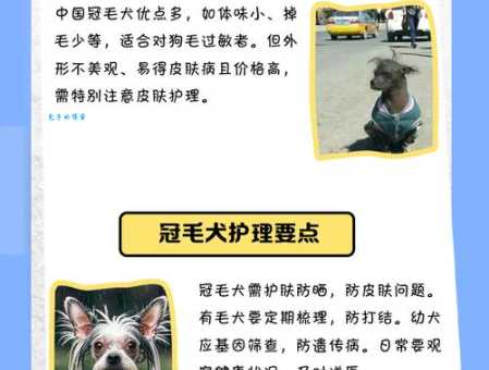 中国冠毛犬价格猫腻多？3招教你买到健康狗！