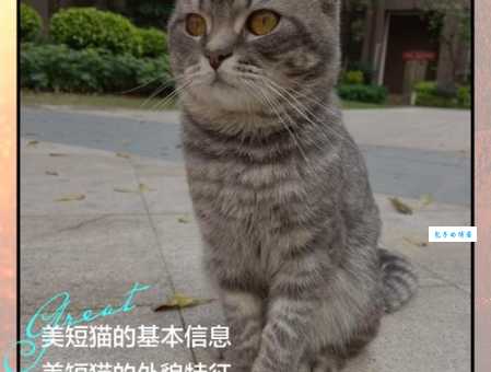 美国硬毛猫性格怎么样？亲人温顺适合家养！
