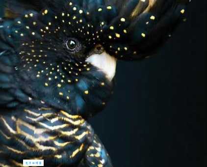 红尾黑凤头鹦鹉怎么养？新手养它看这篇指南！