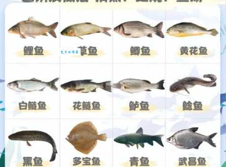 家里接吻鱼吃什么好？原来这样喂养它们最开心！