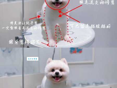博美犬美容技巧大全，让狗狗更漂亮可爱！