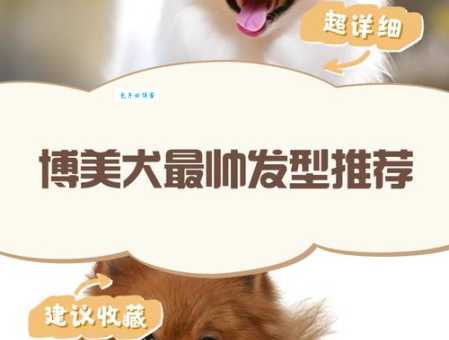 博美犬美容技巧大全,让狗狗更漂亮可爱!