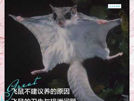 日本飞鼠是什么?这种可爱动物原来这么有趣!