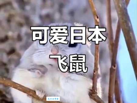 日本飞鼠是什么？这种可爱动物原来这么有趣！