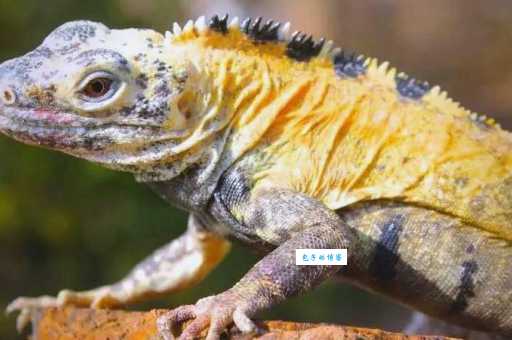 刺尾鬣蜥多少钱一只？最新市场价格帮你做选择！