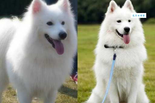 银狐犬和萨摩的区别在哪？看这几点轻松分辨！