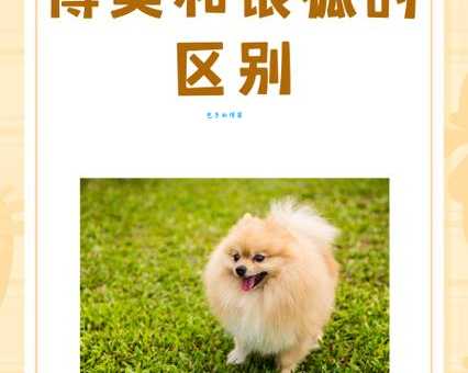 银狐犬和萨摩的区别在哪？看这几点轻松分辨！
