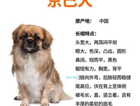 京巴狗的性格特点分析：它是忠诚还是傲娇？