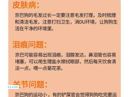 京巴狗的性格特点分析：它是忠诚还是傲娇？