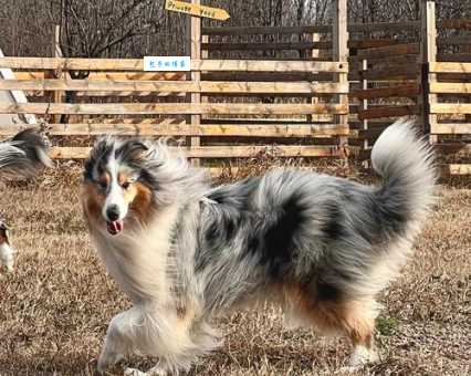 苏俄牧羊犬的性格怎么样？带你了解高贵绅士！