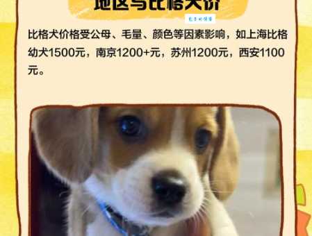 买名犬价格高低差别大？看完你就懂了！