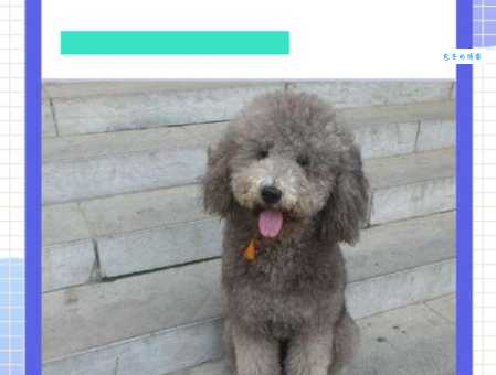 买名犬价格高低差别大？看完你就懂了！