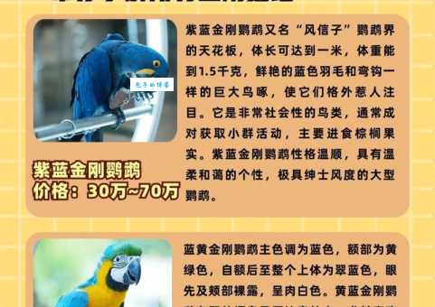 红腹金刚鹦鹉多少钱一只？最新市场价格揭秘！
