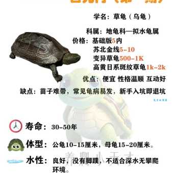宠物龟的种类怎么选？看完这个不再纠结！