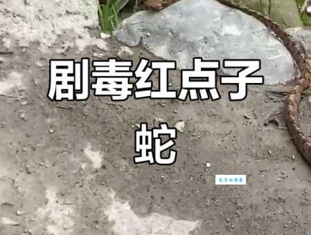 红点锦蛇特点是什么？教你快速辨认！