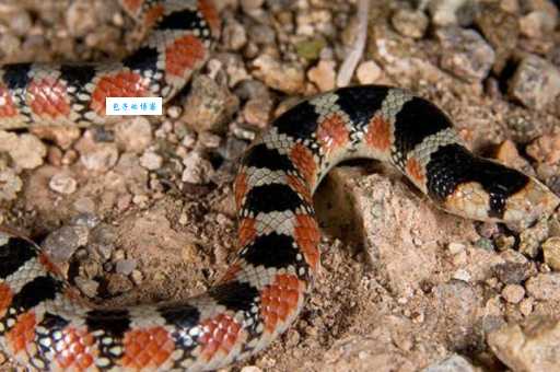 红点锦蛇特点是什么？教你快速辨认！