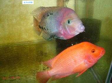 火鹤鱼好养吗？养殖难度与注意事项解答！