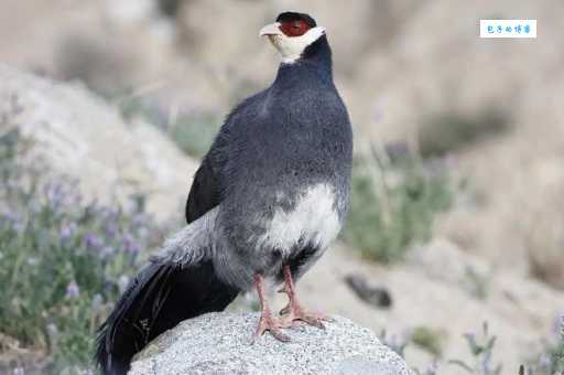 藏马鸡是什么鸟？一看你就知道！