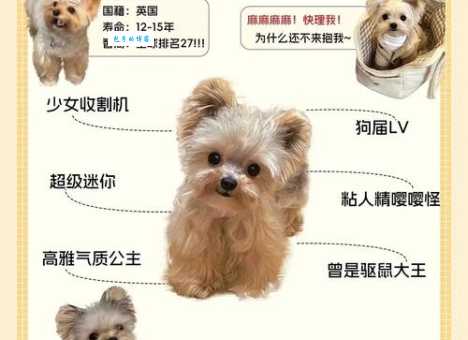 约克夏好养吗？新手养狗必看实用攻略！