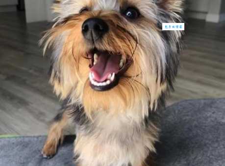 约克夏好养吗？新手养狗必看实用攻略！