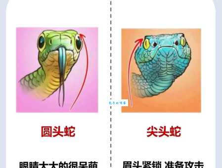 揭秘10大毒蛇排名，小心这些致命爬行动物！