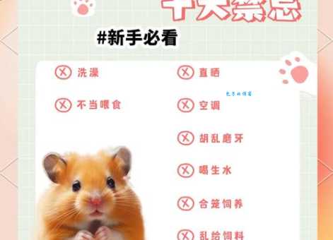 仓鼠饲养八大禁忌，记住这些才能健康养仓鼠！