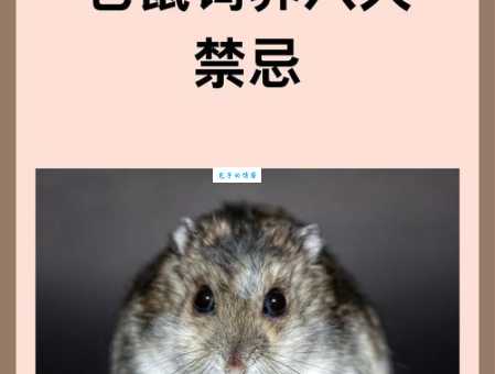 仓鼠饲养八大禁忌，记住这些才能健康养仓鼠！