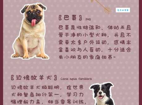 狗狗配种前准备什么？让你的爱犬顺利繁育！